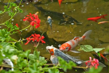 büyük ve küçük balık birlikte rezervuar. temiz ve berrak su.