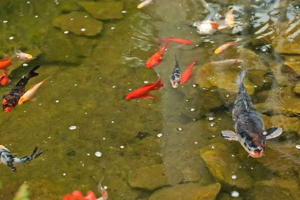 büyük ve küçük balık birlikte rezervuar. temiz ve berrak su.