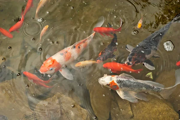 büyük ve küçük balık birlikte rezervuar. temiz ve berrak su.