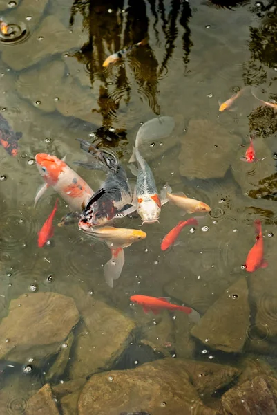 büyük ve küçük balık birlikte rezervuar. temiz ve berrak su.