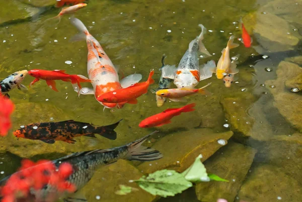 büyük ve küçük balık birlikte rezervuar. temiz ve berrak su.