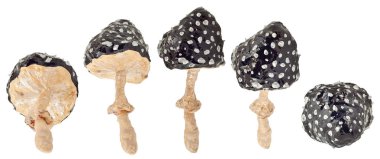 Beyaz bir arka plan olarak el yapımı mantar