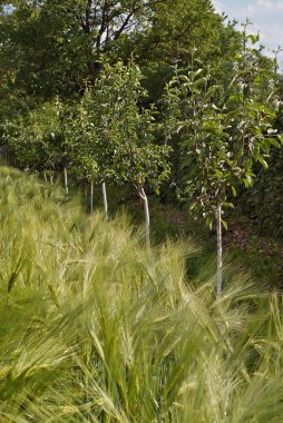 Genç ağaçlar çim yakınındaki. Buğday üzerinde sarı güneş ışığı. ağaçlar field yakınındaki.