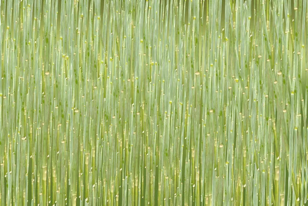 field of green wheat. soft sunshine on the field. lots of young wheat in the field in the summer. the texture of green plants