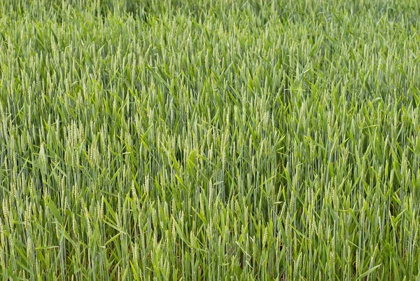 緑の小麦の分野です 畑の上の柔らかい日差し 夏になると畑で若い小麦がたくさん出てきます 緑の植物の質感は — ストック写真