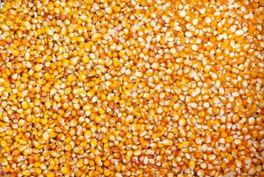 arka plan olarak düzenlenmiş parlak Mısır taneleri