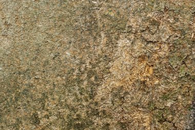 Büyük talaş ve patates kızartması, tahta atık, doku