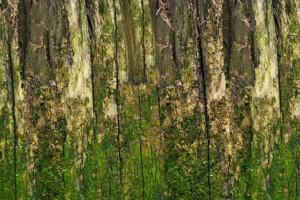 Staré Dřevo Kůže Dřevo Textury Dřeva Přírodního Dřeva Pozadí Přírodních — Stock fotografie