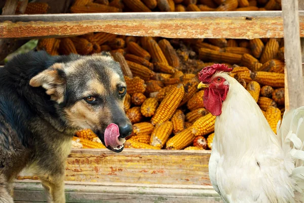 Hungry Dog Cock Farm Cunning Animals Trying Steal Food — Stock Photo, Image