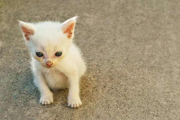 小さな不幸な猫 路上の白が汚い猫 — ストック写真