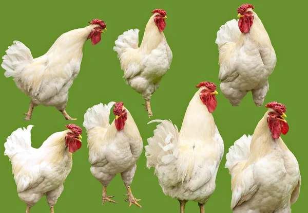 Many Cocks Different Angles Isolated Cock Green Background — Stock Photo, Image
