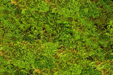 Yeşil yosun. Doğal arka plan doku. taze bahar yeşil yosun.