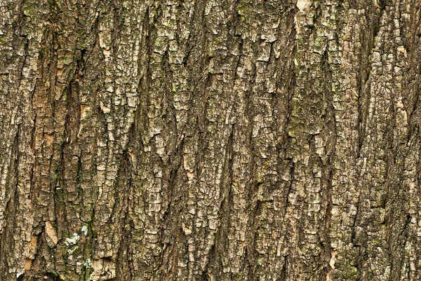 Reliéfní Povrch Kůry Panoramatické Fotografie Textura — Stock fotografie