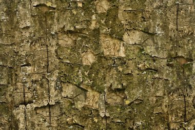 Kabuk kabartma dokusu. Panoramik fotoğraf doku.