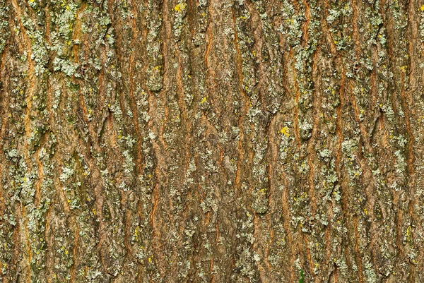 樹皮のエンボス加工のテクスチャ パノラマ写真テクスチャ — ストック写真