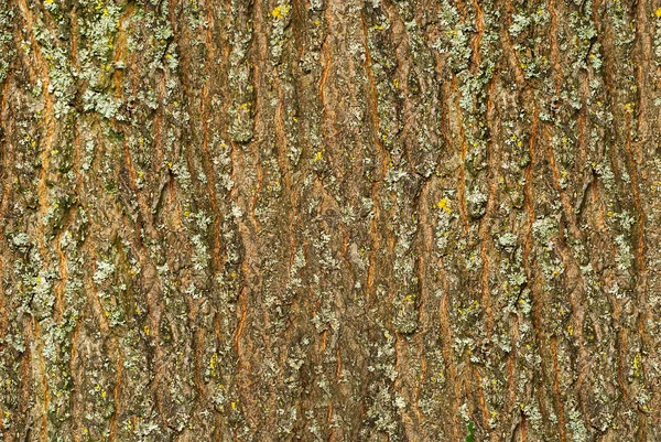 Reliéfní Povrch Kůry Panoramatické Fotografie Textura — Stock fotografie