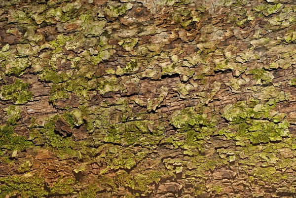 樹皮のエンボス加工のテクスチャ パノラマ写真テクスチャ — ストック写真