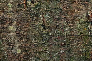 Kabuk kabartma dokusu. Panoramik fotoğraf doku.