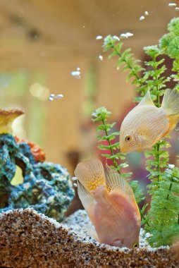 büyük ve küçük balık birlikte rezervuar. temiz ve berrak su.