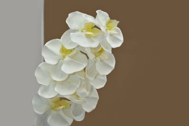 gri bir arka plan üzerinde beyaz dekoratif çiçek