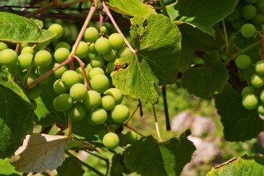 Yeşil üzüm ağaç büyümek. Güneşin üzüm yaprakları.