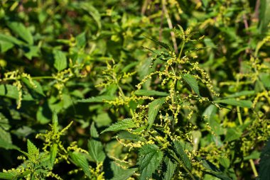 Yeşil bir arka plan üzerinde büyük ısırgan. Güneşin ısırgan yaprakları.