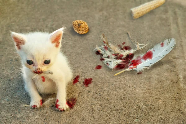 Little Cat Eats Dove Concept Survival Wild White Kitten Flushed — Stock Photo, Image