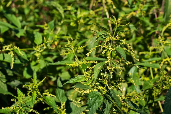 Yeşil bir arka plan üzerinde büyük ısırgan. Güneşin ısırgan yaprakları.