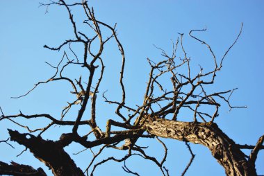 Mavi gökyüzü çerçevede bir yaşlı bir ağaç dallarını Kuru.