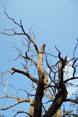 Mavi gökyüzü çerçevede bir yaşlı bir ağaç dallarını Kuru.