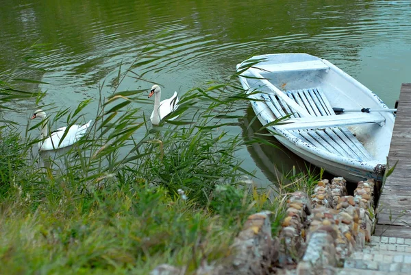 桟橋の近くの湖に古い白いボート 海辺の水の中の白鳥 — ストック写真