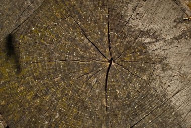 Renkli ağaç ahşap yıllık halka closeup / büyüme halka doku arka plan, üstten görünüm 