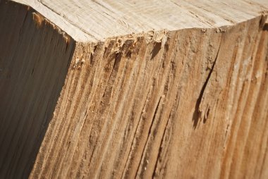 Ağacın büyük bir gövdesi yerde yatıyor. Ağaçları kesmek. Elektrikli testereden kesme.