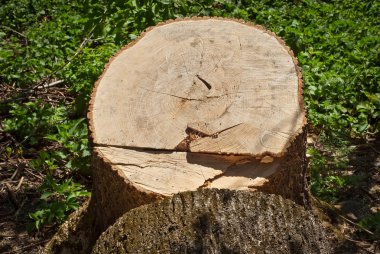 Ağacın büyük bir gövdesi yerde yatıyor. Ağaçları kesmek. Elektrikli testereden kesme.