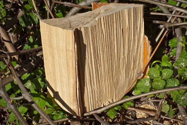 Cutting down trees. Cutting from the chainsaw. Wooden bar on the ground. The stump is split with an ax.