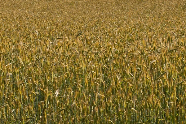 Weizenfeld Sanfter Sonnenschein Auf Dem Feld Viel Junger Weizen Auf — Stockfoto