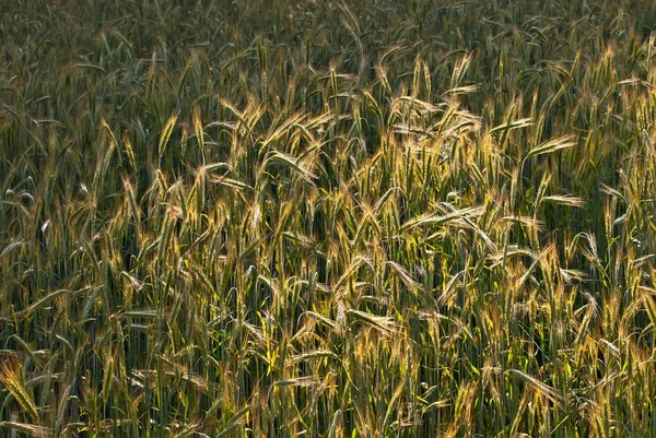 field of green wheat. soft sunshine on the field. lots of young wheat in the field in the summer. the texture of green plants