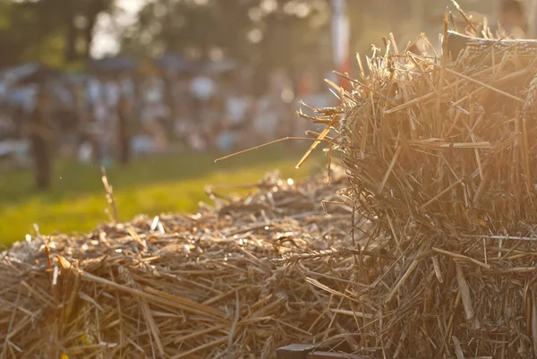 The texture of the yellow hay. The dry grass is collected in the drainage of the hay.