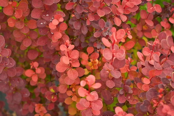 Red Leaves Barberry Background Green Grass Small Bushes Grow Garden — Stock Photo, Image