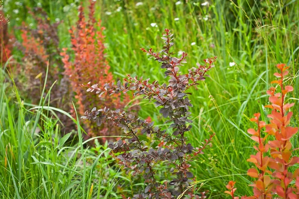 Czerwone Liście Berberysu Zielonym Tle Ogrodzie Rosną Małe Krzewy Świeżo — Zdjęcie stockowe