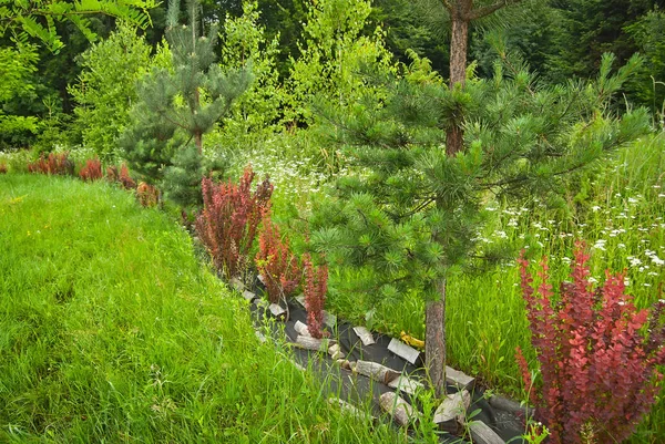 Czerwone Liście Berberysu Tle Zielonej Trawy Ogrodzie Rosną Małe Krzewy — Zdjęcie stockowe