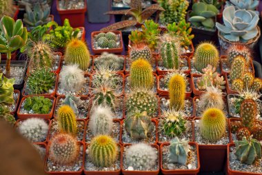 Masadaki saksılarda nadir tropikal bitkiler. Çocuk odasında küçük saksılar. Özel mini bitkiler.