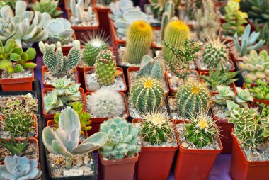 Masadaki saksılarda nadir tropikal bitkiler. Çocuk odasında küçük saksılar. Özel mini bitkiler.