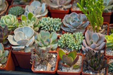 Masadaki saksılarda nadir tropikal bitkiler. Çocuk odasında küçük saksılar. Özel mini bitkiler.