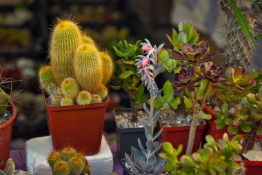 Masadaki saksılarda nadir tropikal bitkiler. Çocuk odasında küçük saksılar. Özel mini bitkiler.