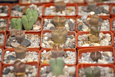 Masadaki tencerede küçük saksı filizleri. Nadir özel bitkiler. Saksılardaki tropikal saksılar taşlarla kaplıdır. Fuarda bitki satışı.