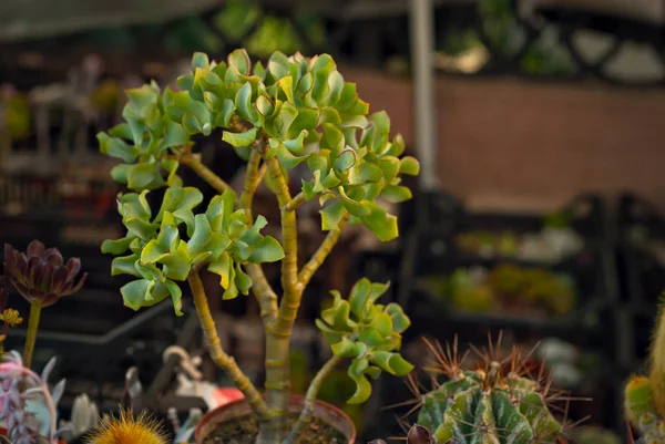 Plantas Tropicales Raras Macetas Sobre Mesa Pequeñas Macetas Vivero Mini —  Fotos de Stock