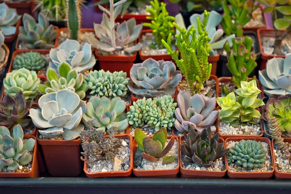 Rare Tropical Plants Pots Table Small Flowerpots Nursery Exclusive Mini — Stock Photo, Image