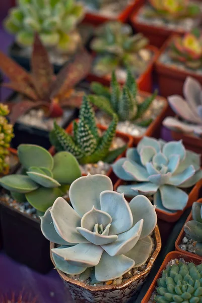 Rare Tropical Plants Pots Table Small Flowerpots Nursery Exclusive Mini — Stock Photo, Image
