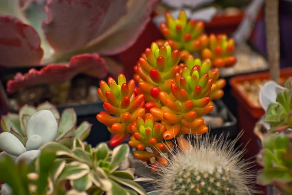 テーブルの上の鉢の中の珍しい熱帯植物 保育園の小さな植木鉢 排他的なミニプラント — ストック写真
